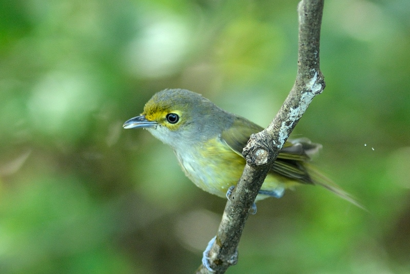 Brilvireo